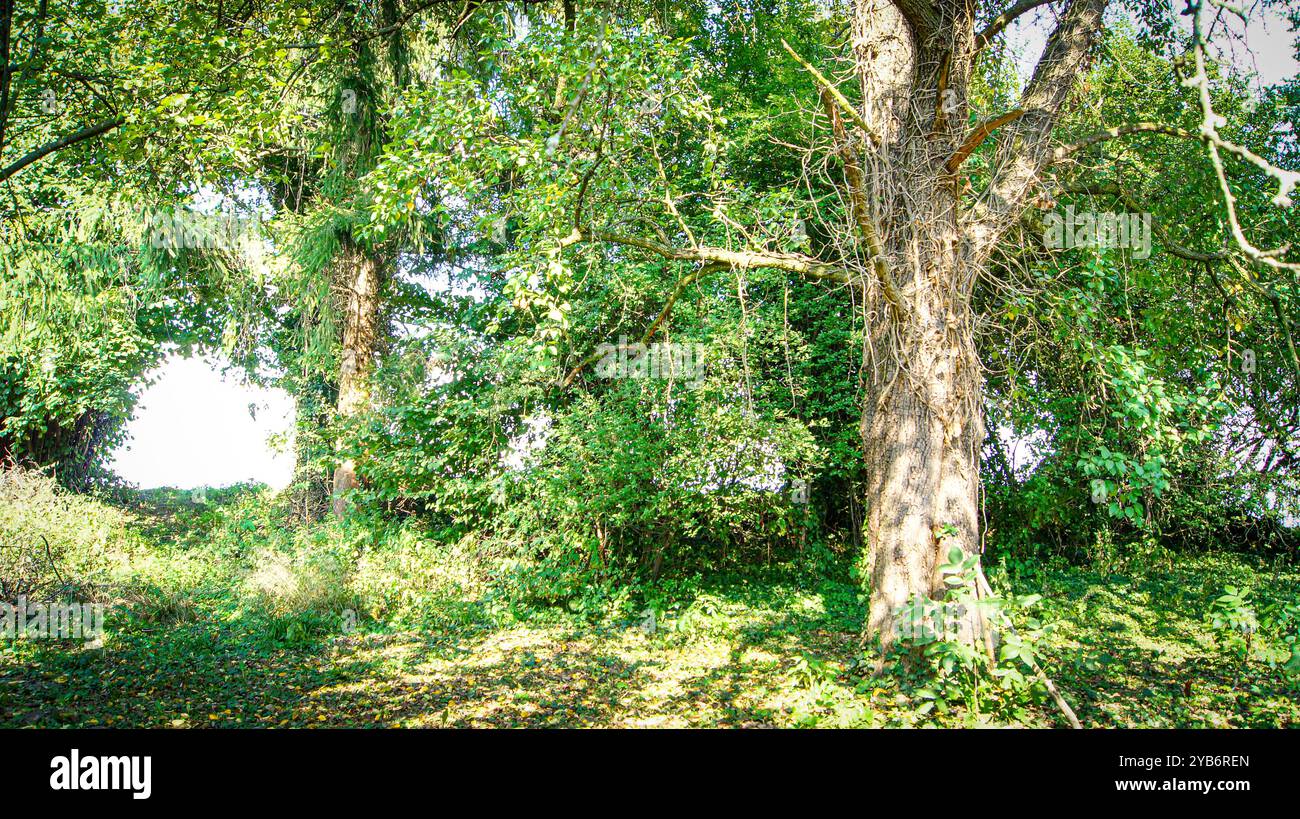 Obstgarten und Felder im Dorf - Lasowice in Polen Stockfoto