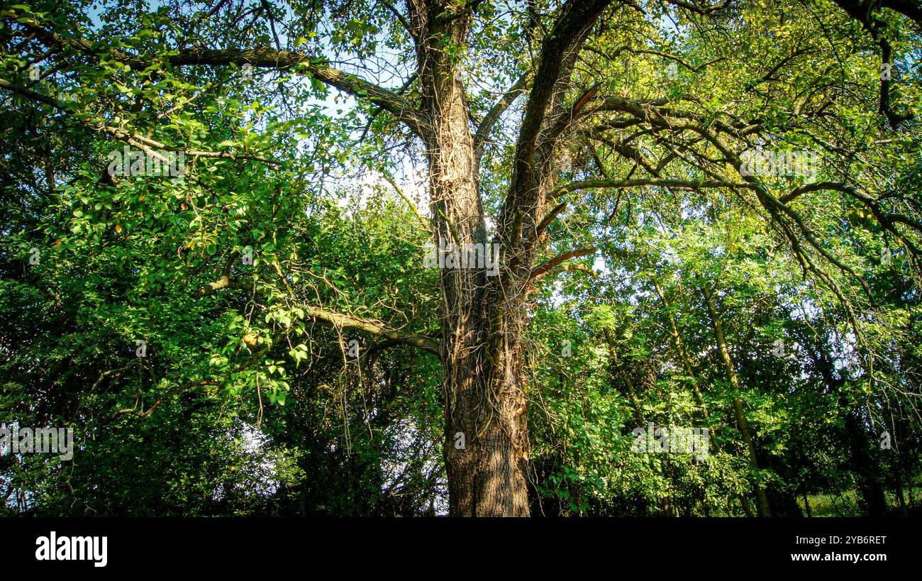 Obstgarten und Felder im Dorf - Lasowice in Polen Stockfoto