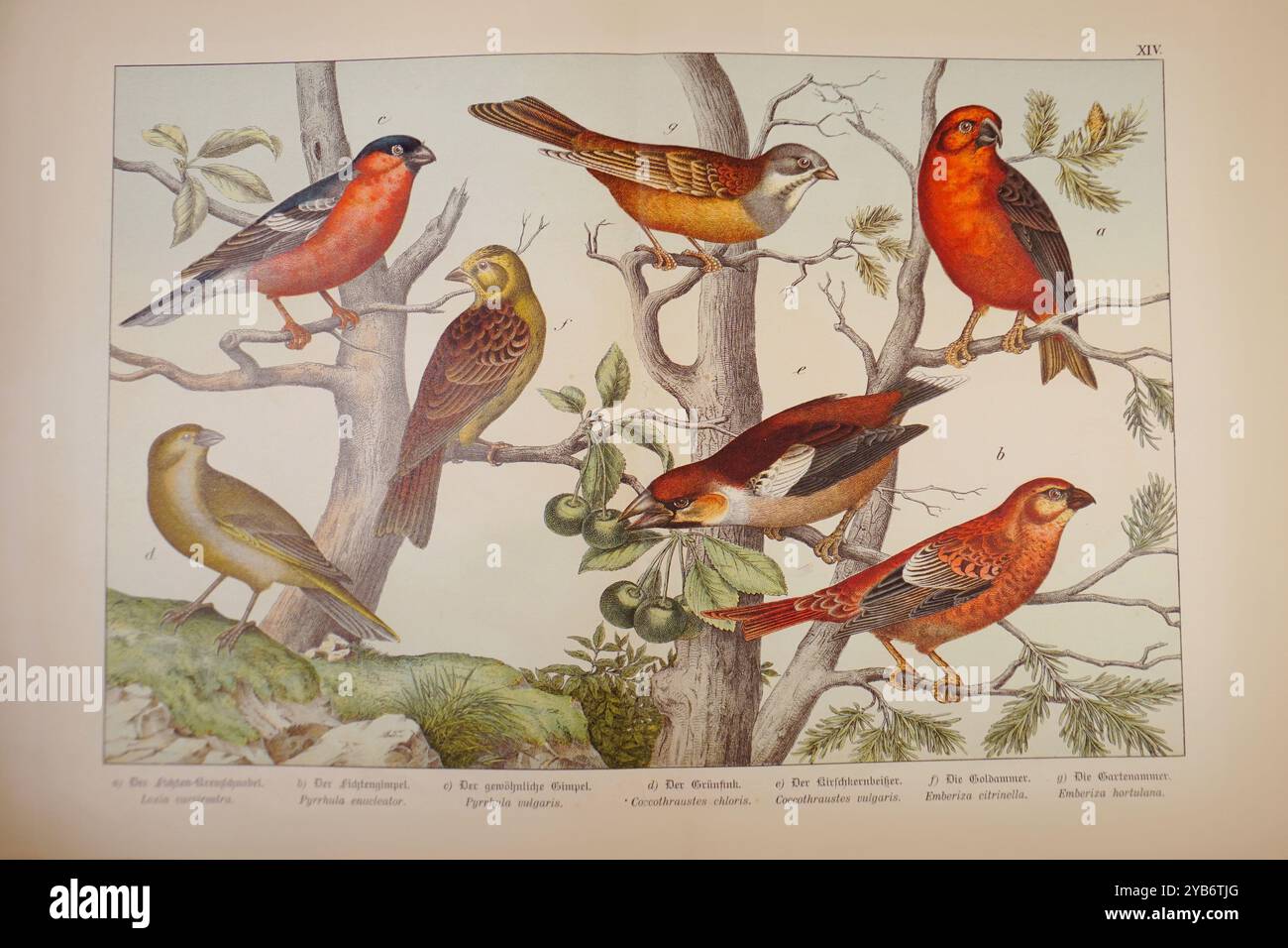 Alte Bücherzeichnung von Vögeln wie Spatzen, Kaffinchen, Singvögeln - 19. Jahrhundert Stockfoto