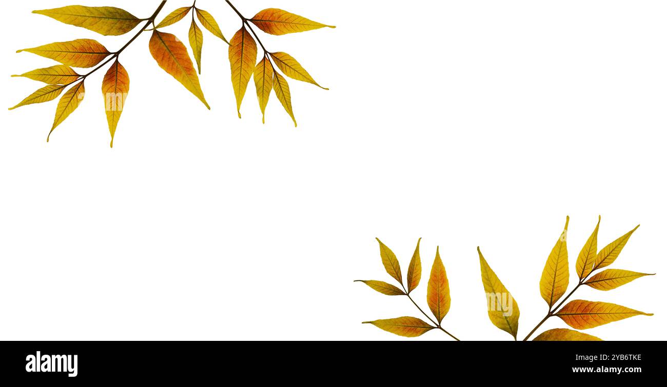 Herbstarrangements. Trocken gepresste Eschenblätter als Rahmen auf weißem Hintergrund. Stockfoto