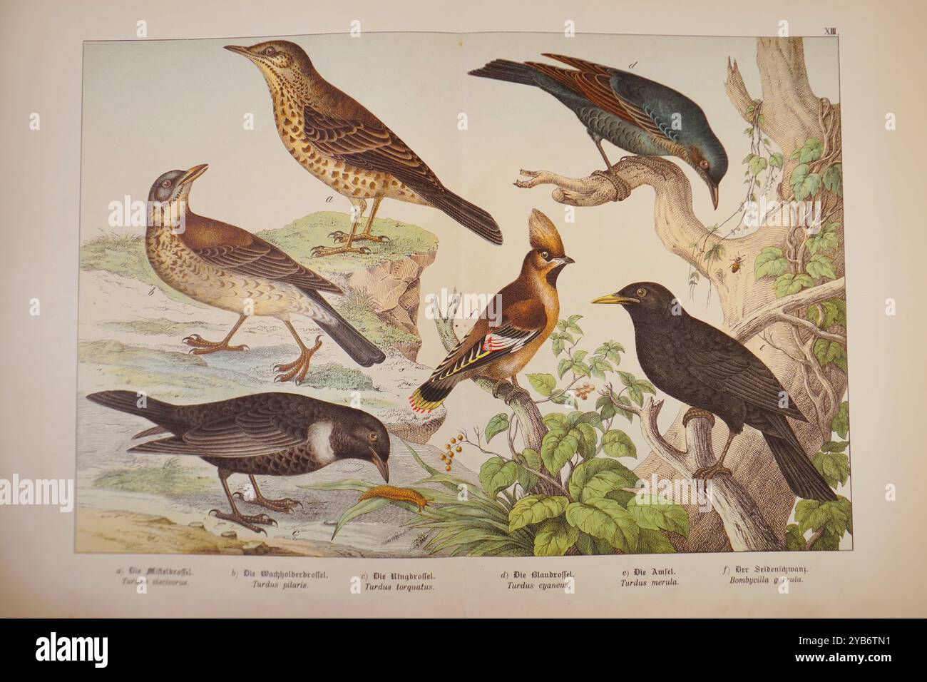 Alte Bücherzeichnung von Vögeln wie Amsel, Soor, Soor Arten Stockfoto