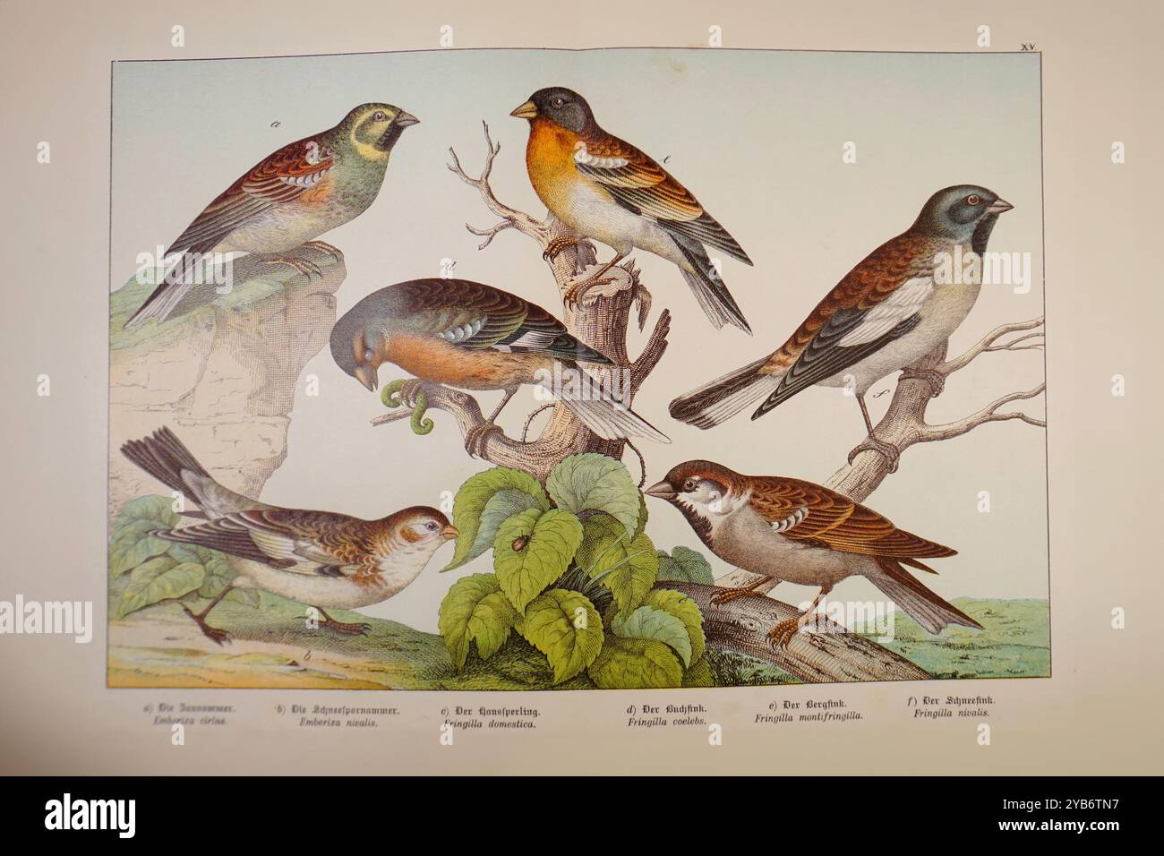 Alte Bücherzeichnung von Vögeln wie Spatzen, Kaffinchen, Singvögeln - 19. Jahrhundert Stockfoto