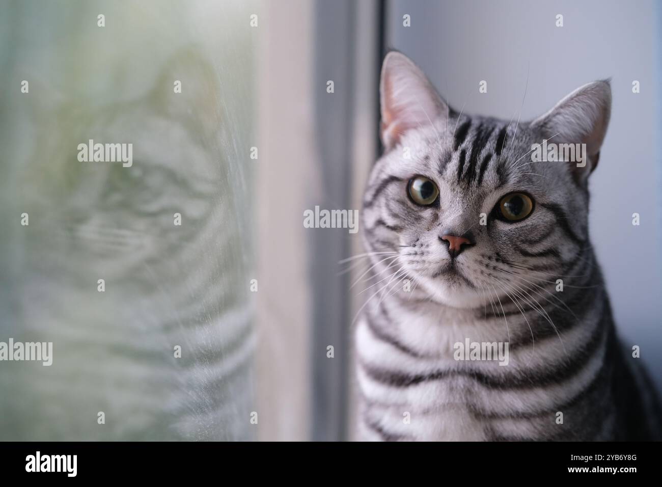 Eine amerikanische Kurzhaar-silberne Tabbykatze neben dem Fenster, schau in die Kamera Stockfoto