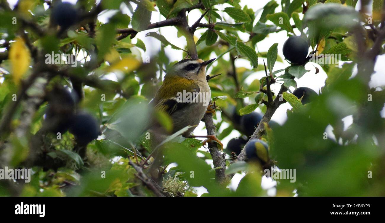 Firecrest in einem Busch - Cornwall, Großbritannien Stockfoto