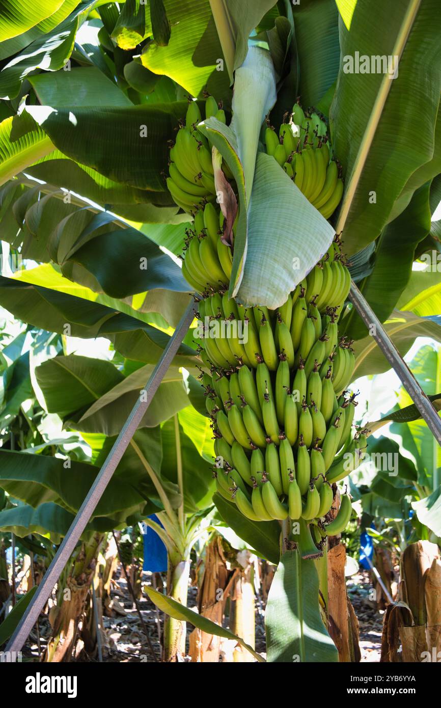 Bananen, die in Paphos Zypern angebaut werden Stockfoto
