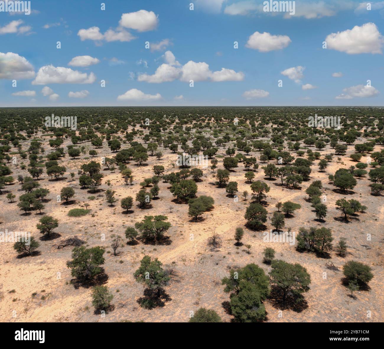 Aus der Vogelperspektive der afrikanischen Savanne mit Akazienbäumen Stockfoto Aus der Vogelperspektive der afrikanischen Savanne mit Akazienbäumen Stockfoto