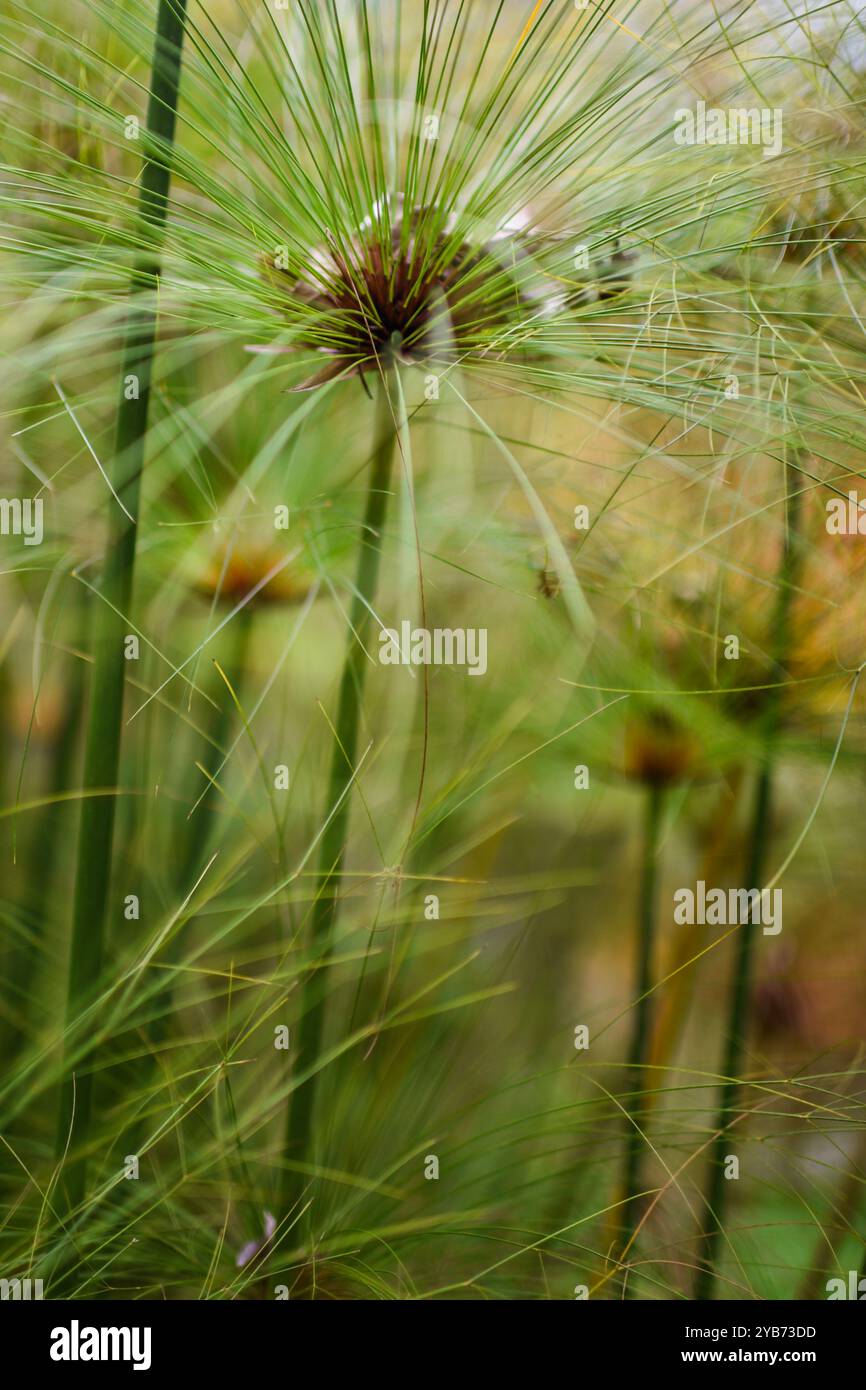 Papyrus (Cyperus papyrus) im Combeima Canyon, Ibague, Kolumbien Stockfoto