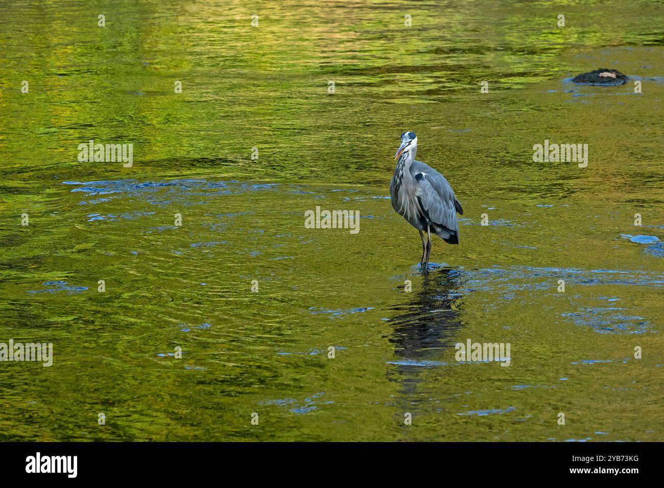 Graureiher in Untiefen (langbeinige Watvögel, s-förmiger Hals, scharfer Spitzschnabel und Schnabel, Jäger- und Raubfischjagd) - Yorkshire Dales, England, Großbritannien. Stockfoto