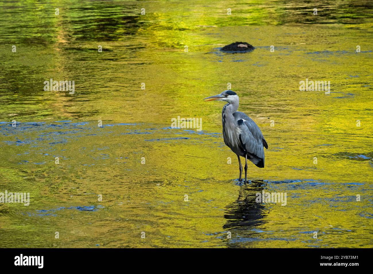 Graureiher in Untiefen (langbeinige Watvögel, s-förmiger Hals, scharfer Spitzschnabel und Schnabel, Jäger- und Raubfischjagd) - Yorkshire Dales, England, Großbritannien. Stockfoto