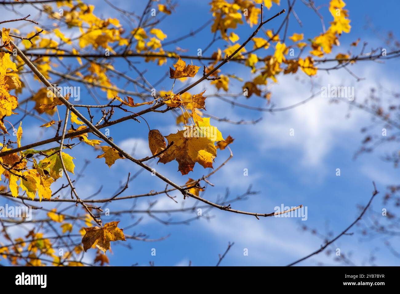 Goldener Herbst in Bayern die Sonne scheint auf herbstlich verfärbte Blätter an einem Ahornbaum., Nesselwang Bayern Deutschland *** Goldener Herbst in Bayern die Sonne scheint auf herbstlich gefärbten Blättern auf einem Ahornbaum , Nesselwang Bayern Deutschland Stockfoto