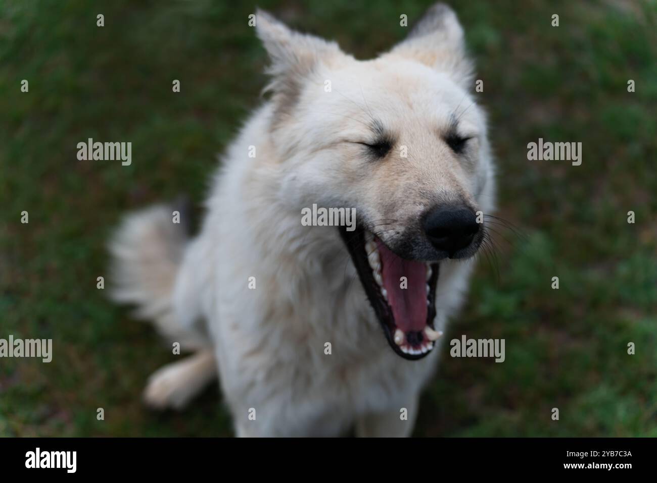 Ein weißer zotteliger Hund mit schwarzer Nase sitzt auf dem Gras und gähnt weit, die Augen geschlossen und die Ohren gefaltet, in der Abenddämmerung. Stockfoto