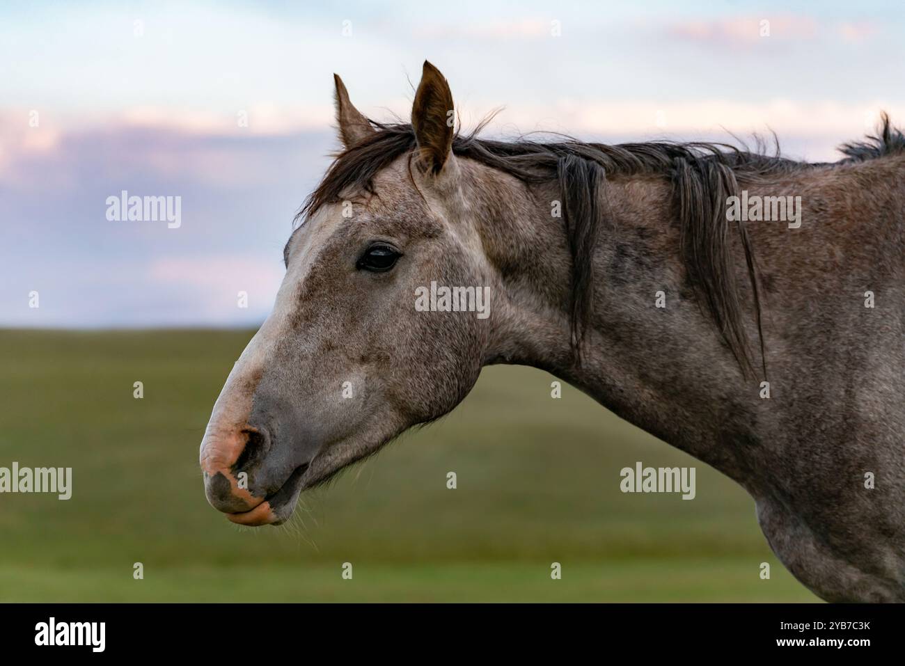 Porträt des Kopfes eines graubraunen Pferdes. Ein eleganter Pferdekopf mit langem Hals und ausdrucksstarken Augen. Ohne Zaumzeug. Seitenansicht. Stockfoto