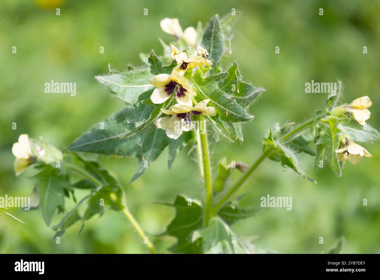 Nahaufnahme des blühenden Giftkrautes Hyoscyamus Stockfoto