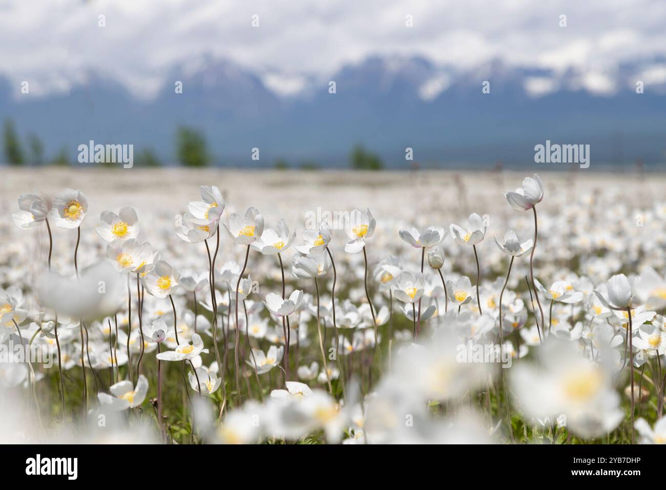Blühendes Anemonenfeld, Tunkin-Tal, Burjatien, Russland Stockfoto