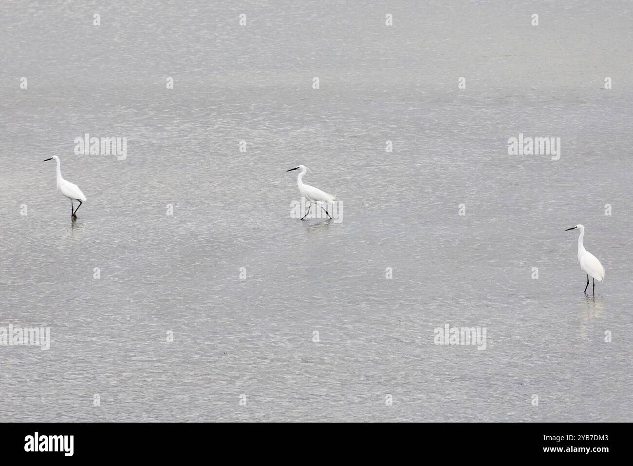 Mehrere weiße Reiher stehen im Wasser Stockfoto