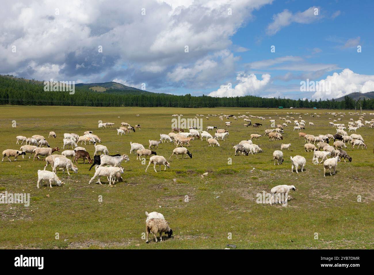 Eine Ziegenherde weidet auf einer Alm. Stockfoto