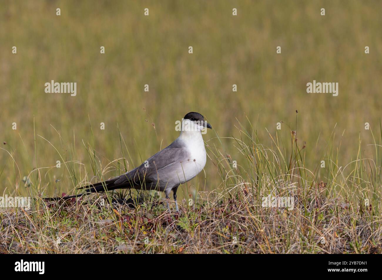 Langschwanzvogel, der auf dem Gras sitzt Stockfoto