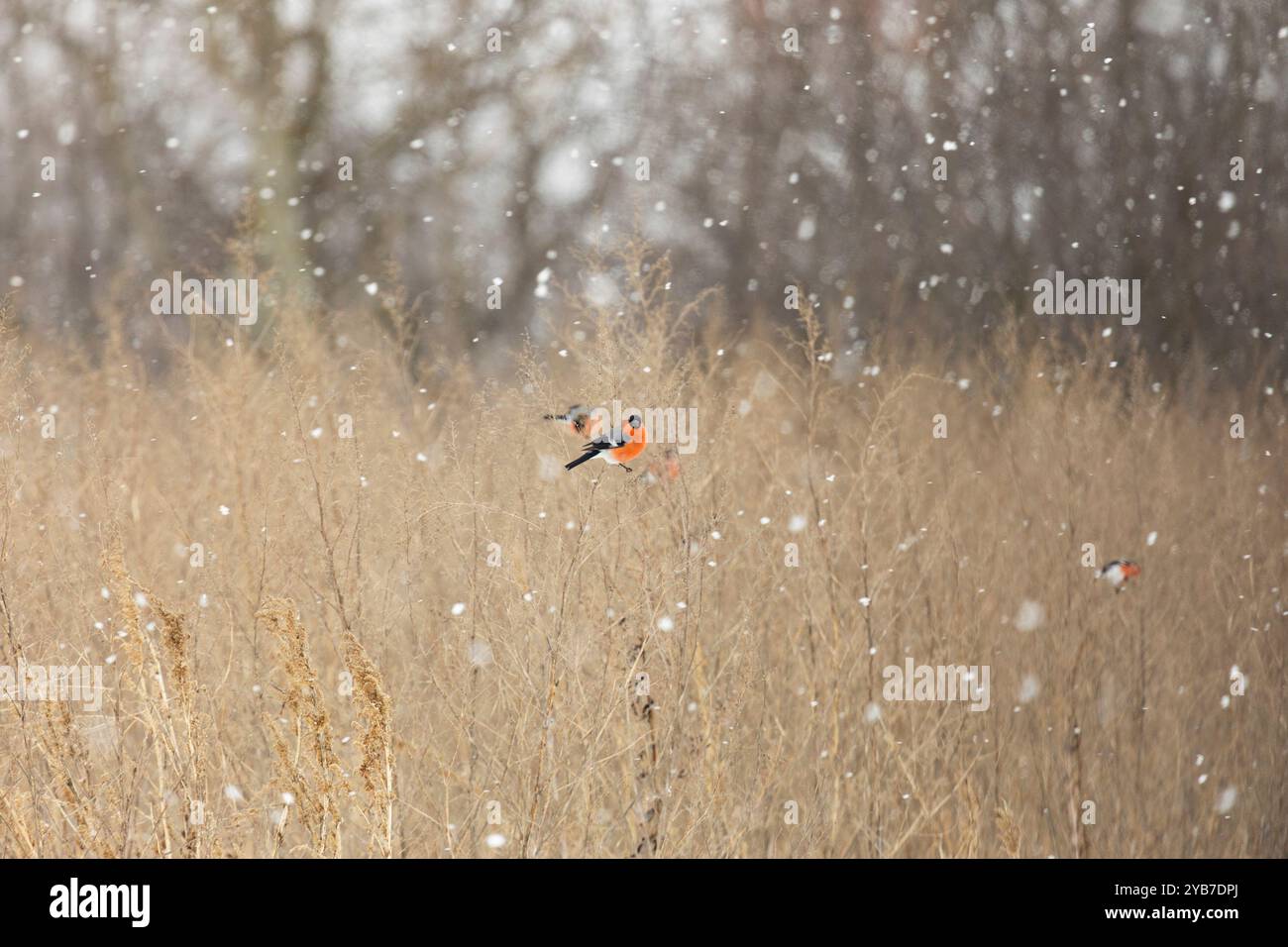 Zwei Bullfinken sitzen an einem Wintertag auf trockenen Grashalmen Stockfoto