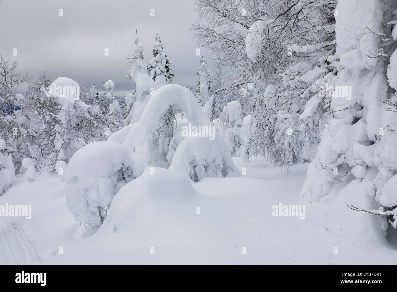 Landschaft mit winterlich schneebedeckten Bäumen. Karelien. Russland Stockfoto