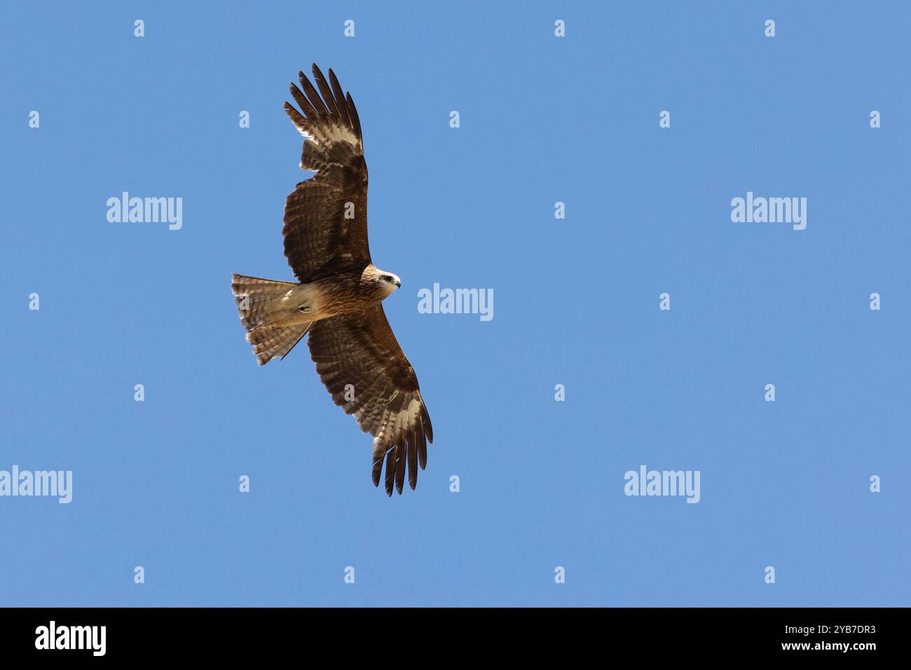Schwarzer Drachen (Milvus migrans) im Flug Stockfoto