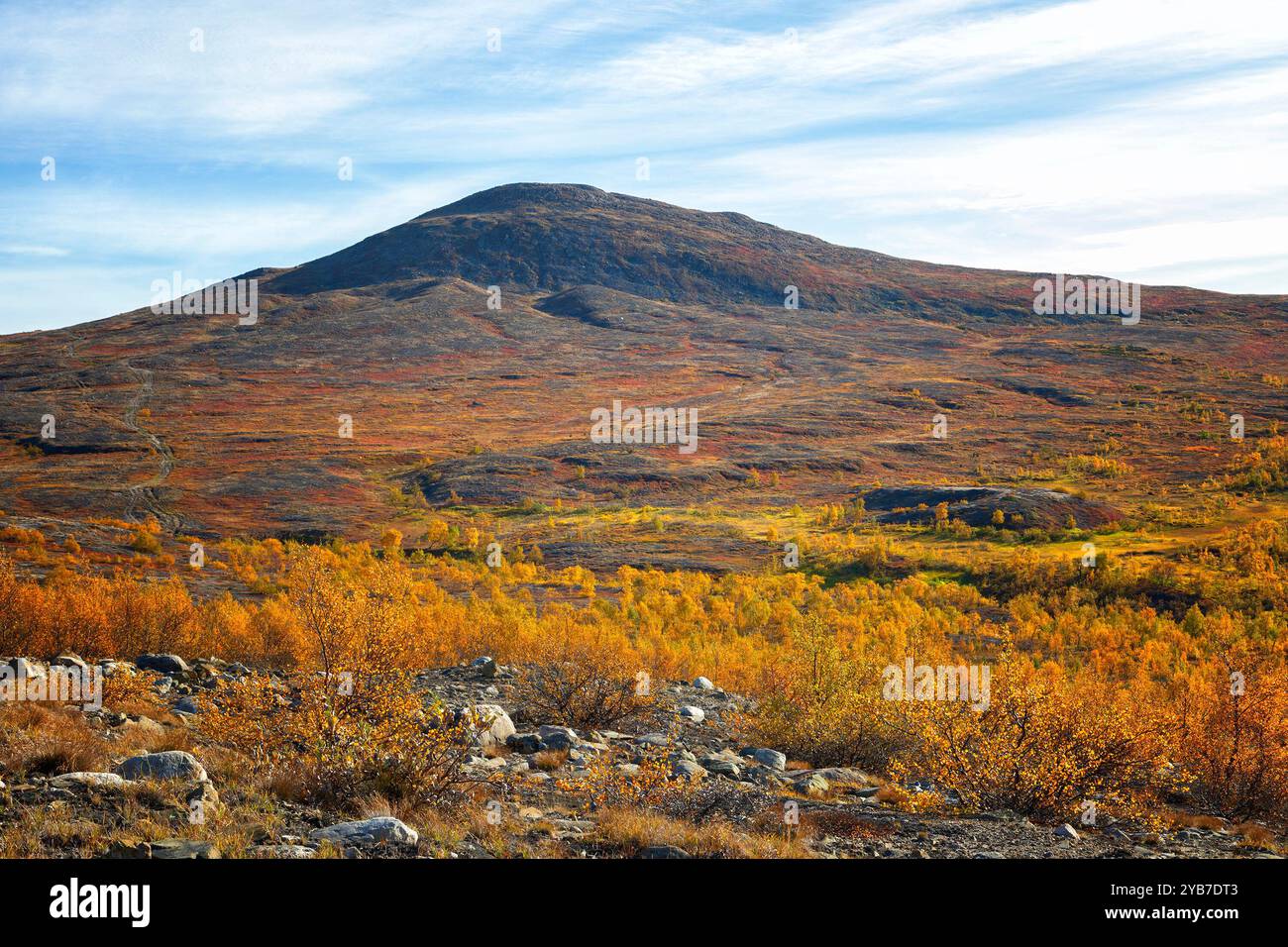 Schöner Herbstwald mit hellgelben Lärchen Stockfoto