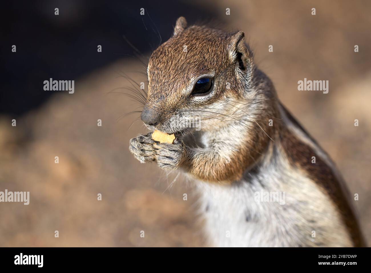 Eichhörnchen (Atlantoxerus getulus) aus nächster Nähe, das ein Stück Weißbrot isst Stockfoto