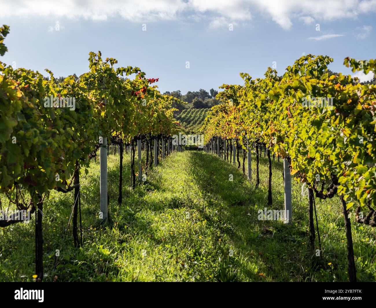 Ruby Vineyards: Die Row of Red Traupes erinnert an das eindrucksvolle Bild einer Reihe von Weinbergen, die sich durch reife und glänzend rote Trauben auszeichnen Stockfoto