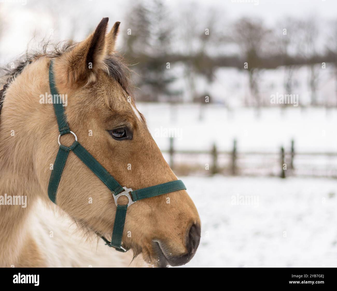 Profilporträt einer Palomino-Stute. Wintersaison Stockfoto