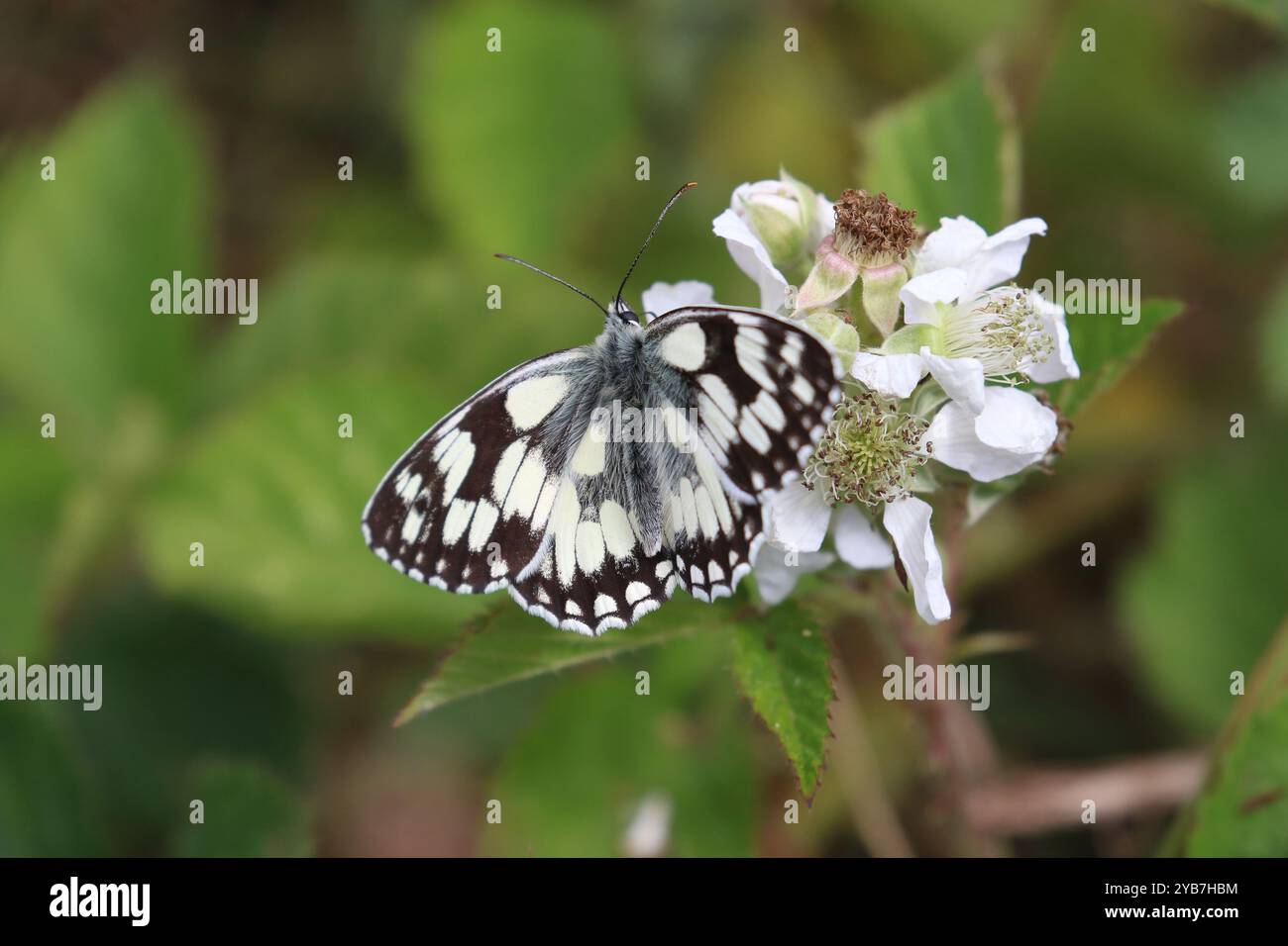 Marmor Weißer Mann - Melanargia galathea Stockfoto