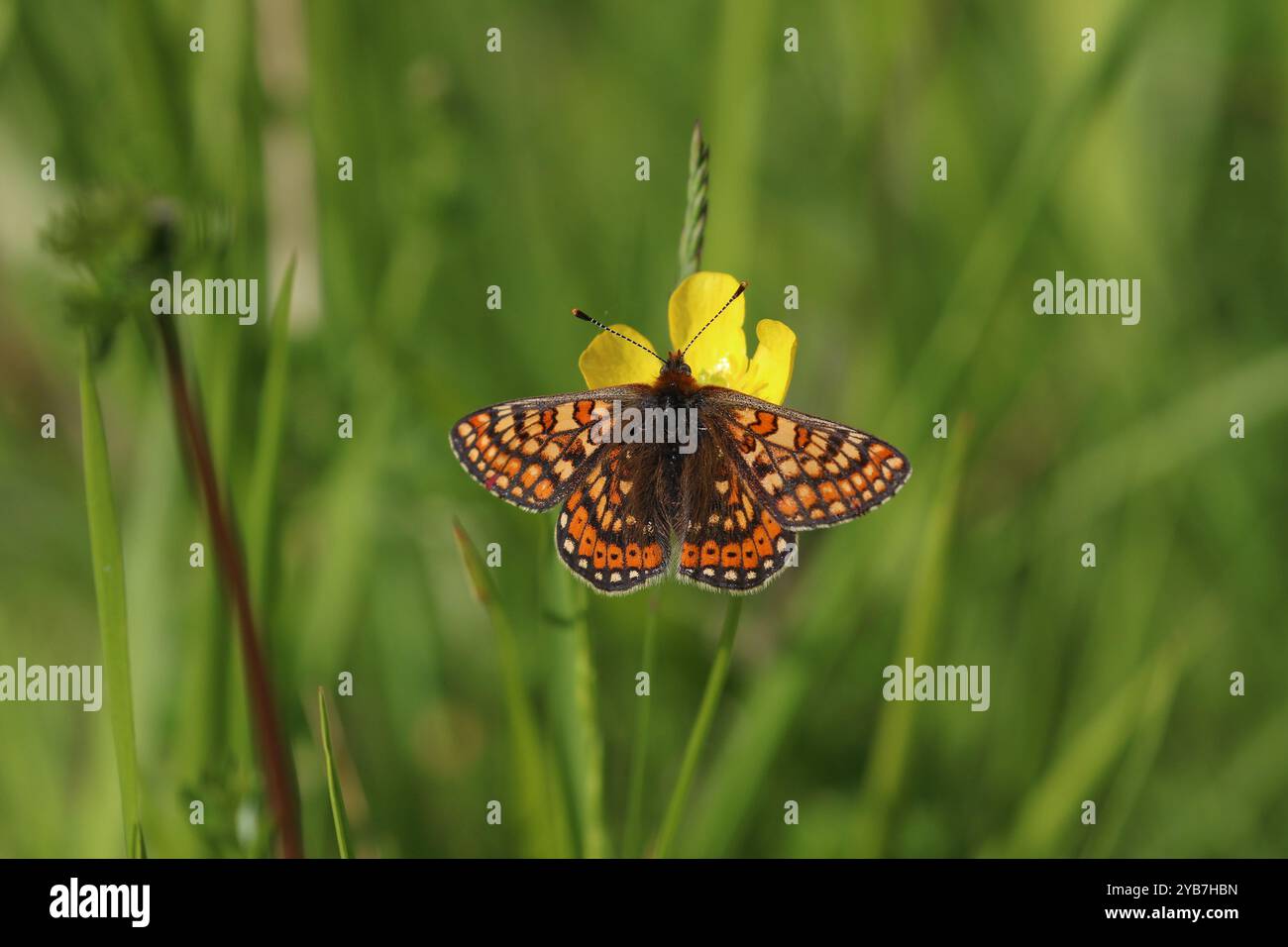 Marsh Fritillary - Etikett aurinia Stockfoto