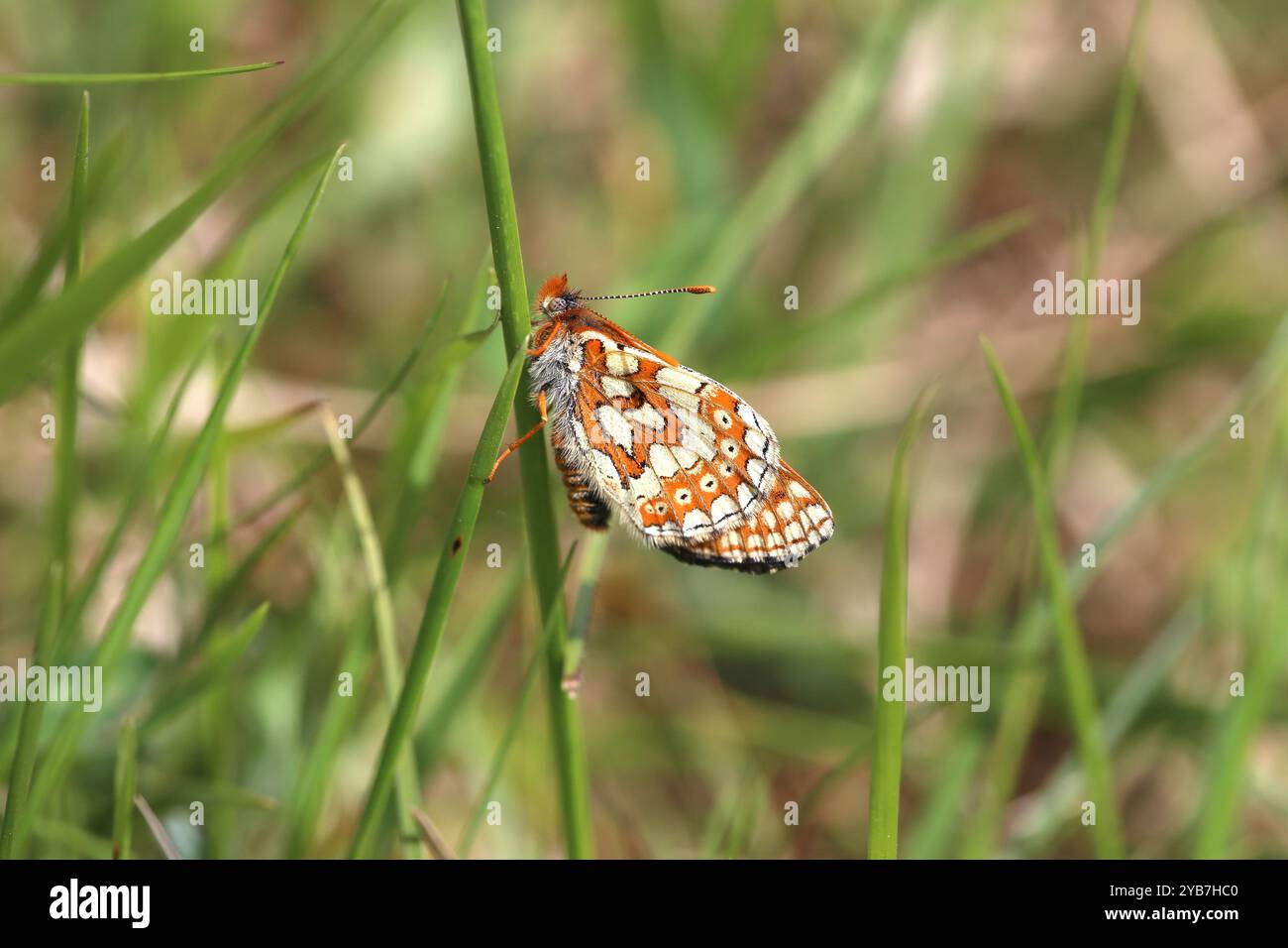 Marsh Fritillary ruht mit geschlossenen Flügeln - Euphydryas aurinia Stockfoto