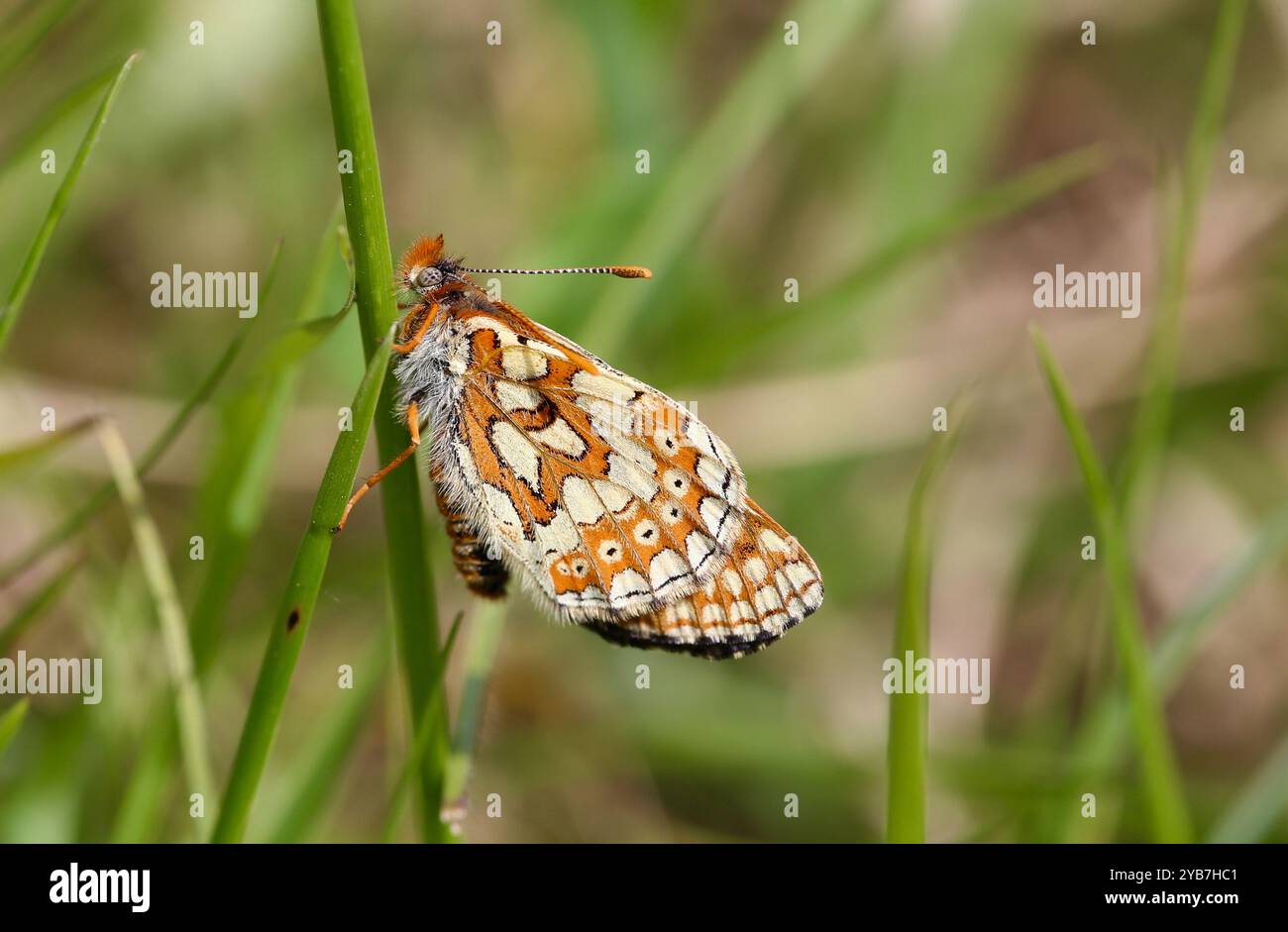Marsh Fritillary ruht mit geschlossenen Flügeln - Euphydryas aurinia Stockfoto