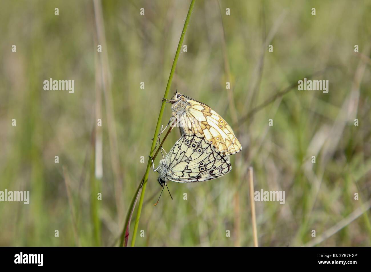 Marmoriertes weißes Paarungspaar - Melanargia galathea Stockfoto