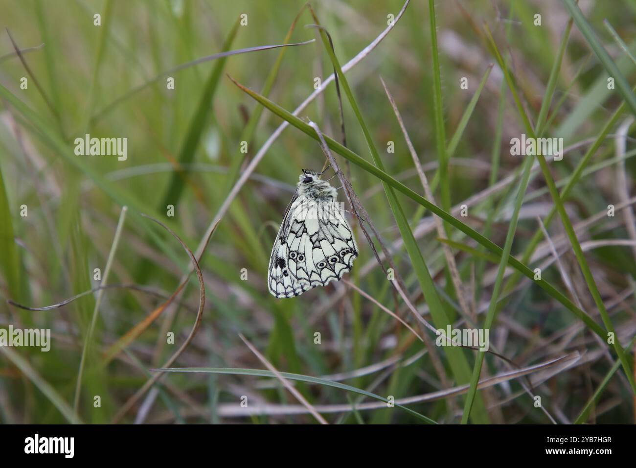 Marmor Weißer Mann - Melanargia galathea Stockfoto