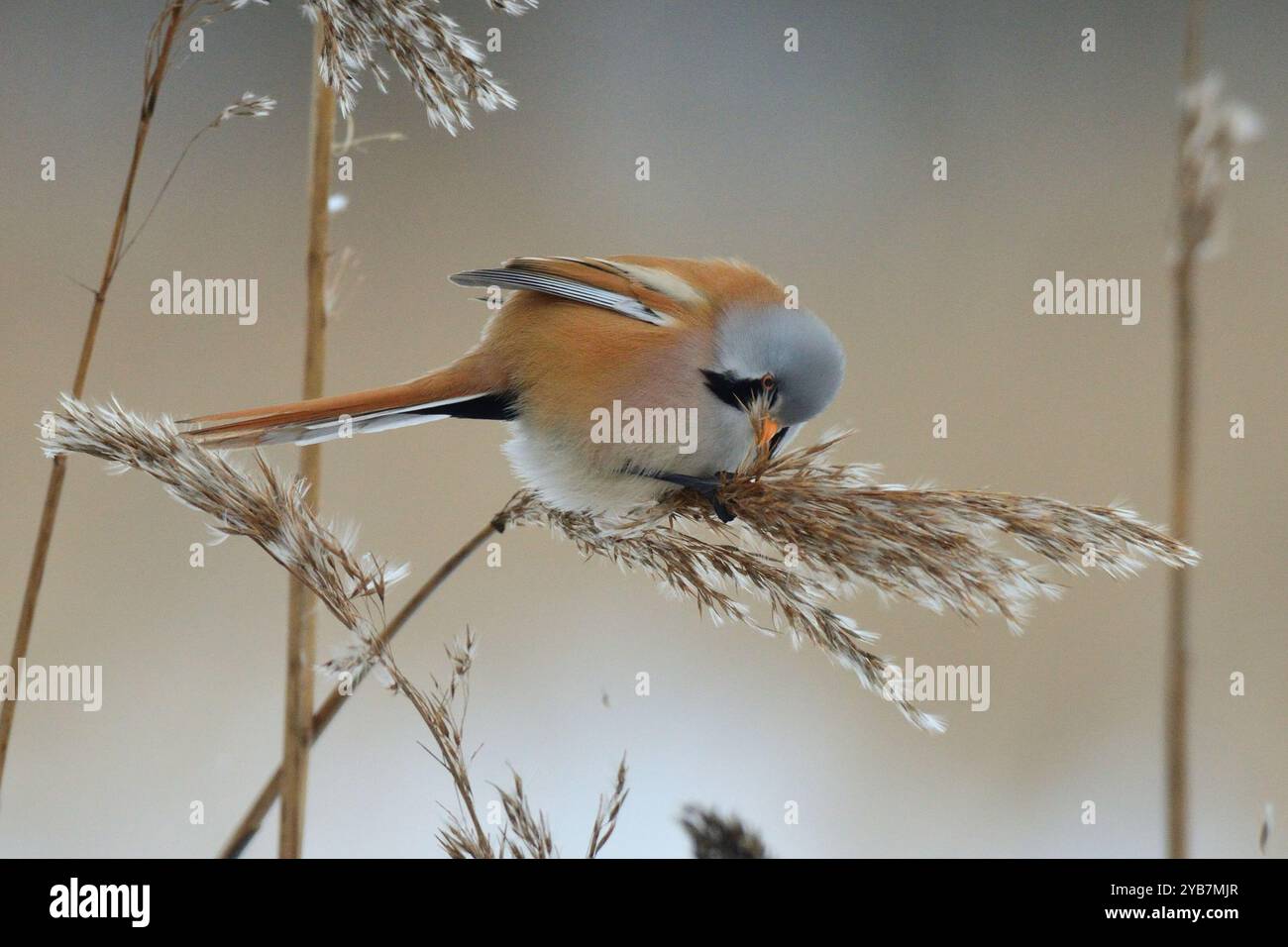 Bärtiger Reedling im Winter Stockfoto