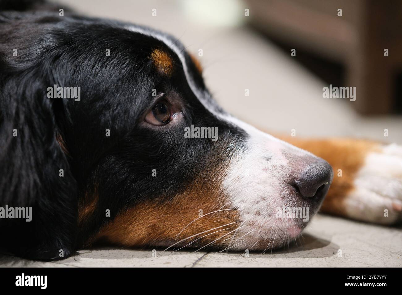 Berner Sennenhund Seitenprofil Nahaufnahme. Auf dem Boden liegen Stockfoto