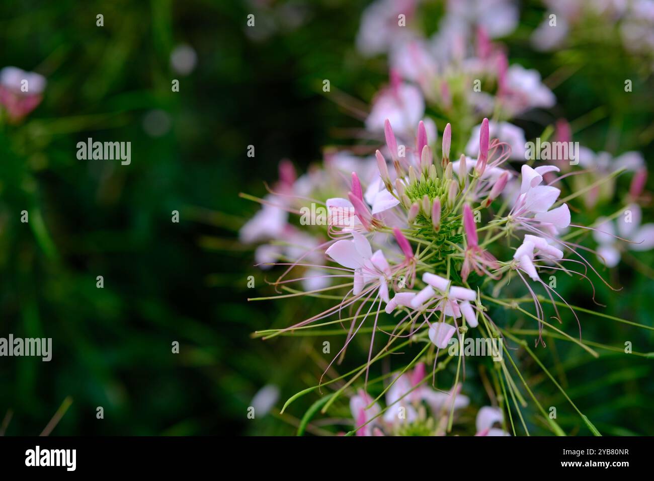 Pink Cleome spinosa, Stachelspinne, Blumenkraut Stockfoto