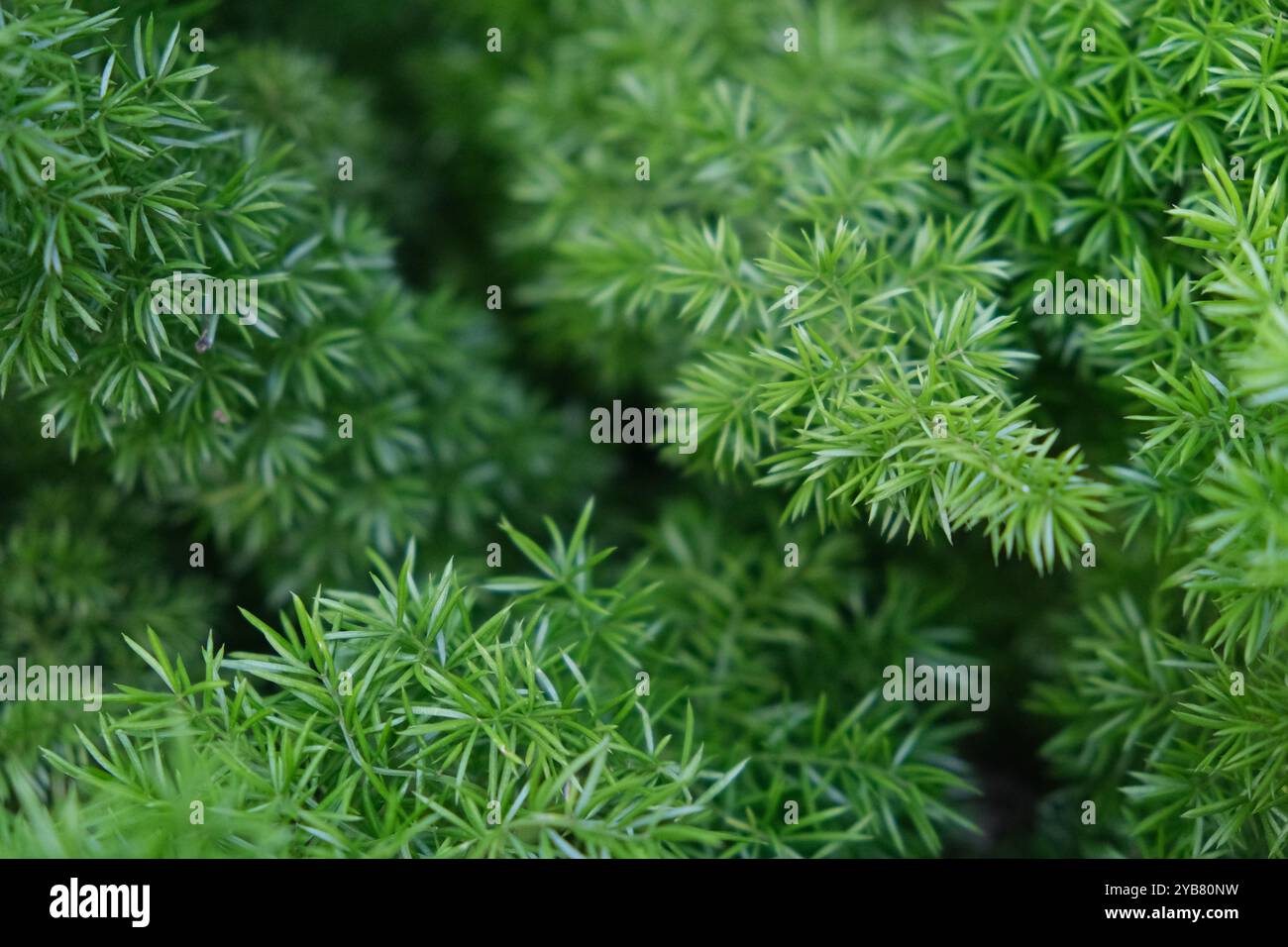 Grüne Spargel cochinchinensis Pflanze aus nächster Nähe Stockfoto