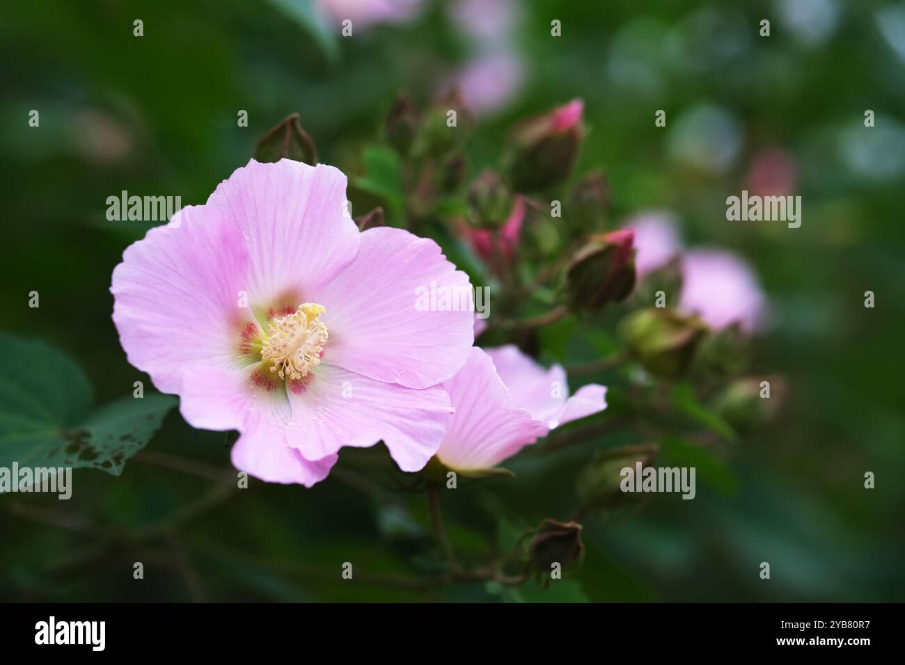 Rosa, wunderschöne Hibiscus mutabilis Blume Stockfoto