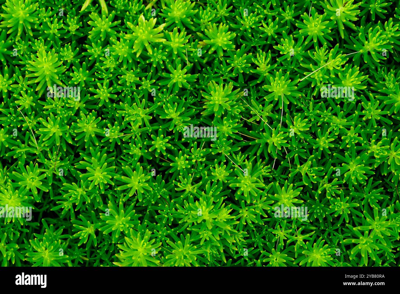 Oben unten auf grünem Hintergrund der Sedum-Linearpflanze Stockfoto