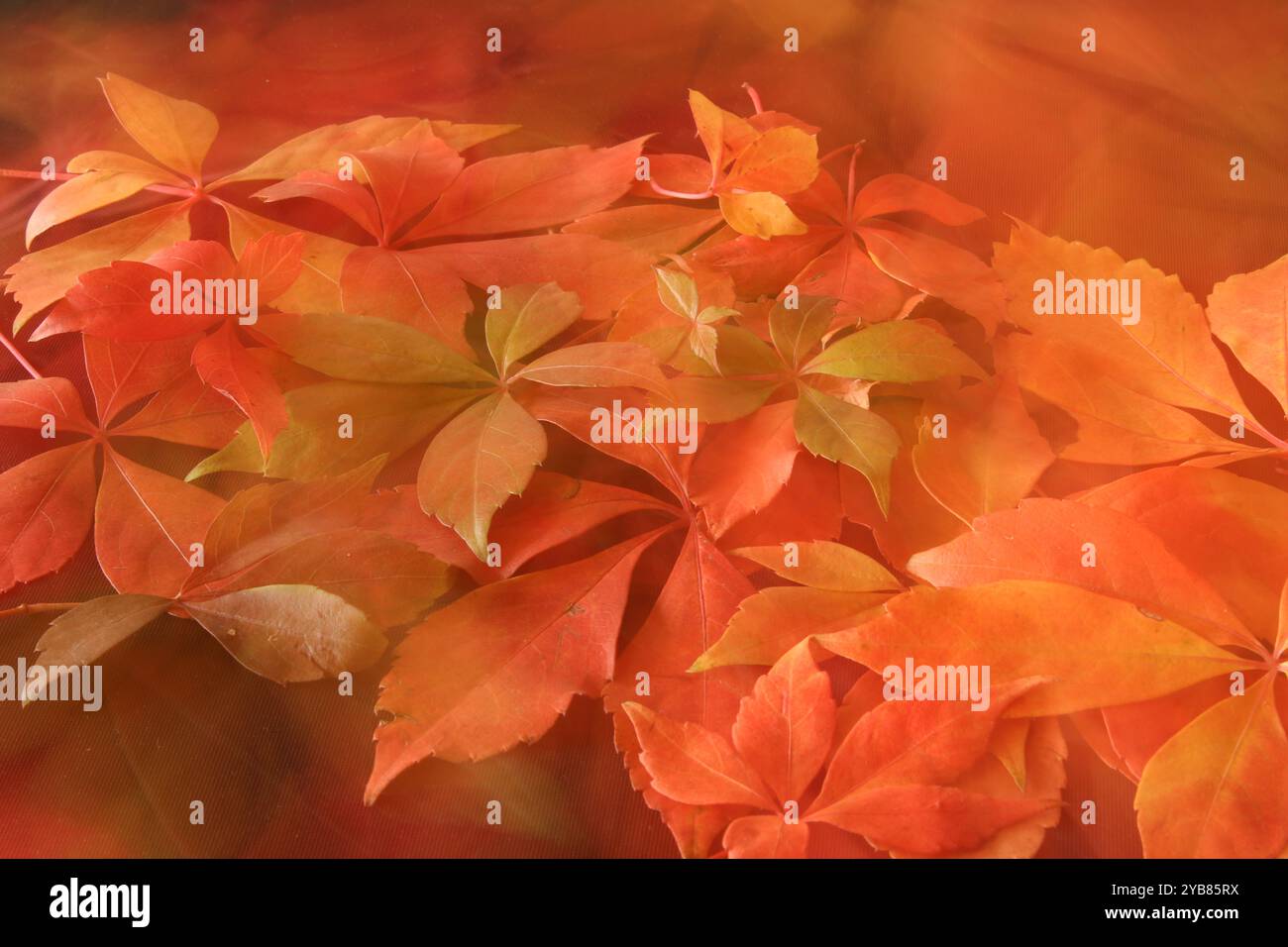 Blätter im Herbst Stockfoto