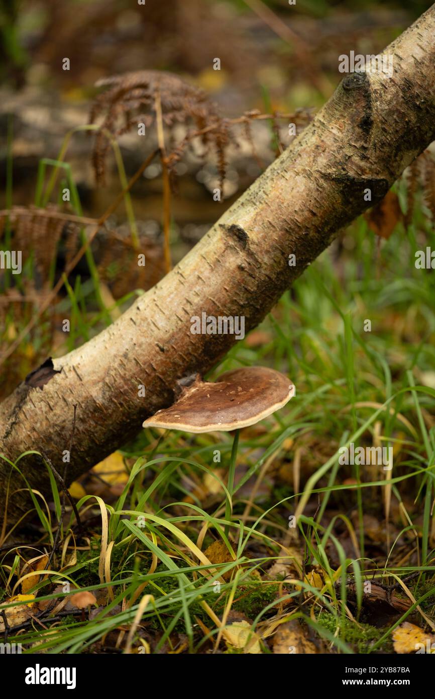 Biurch Bracket Pilz: Piptoporus betulinus. Surrey, Großbritannien. Horizontale Ausrichtung des Pilzes auf geneigtem Ast. Stockfoto