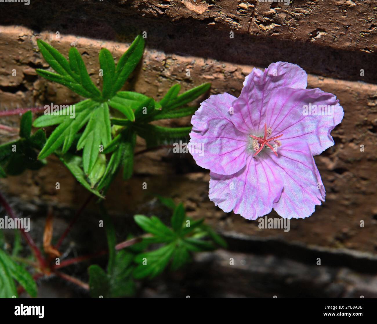 Ein Nahaufnahme und gut fokussierter, blutiger Kranienbrief, Geranium sanguineum, gegen eine alte Ziegelmauer. Ausgezeichnete Details der Blüte, Staubblätter und Stigmatisierung, Stockfoto