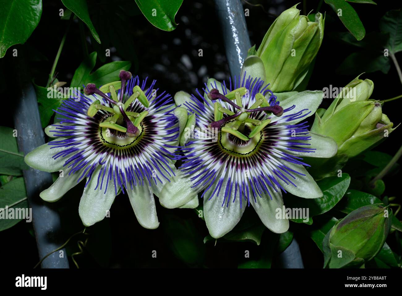 Blaue Passionsblume, Passiflora caerulea. Zwei sehr gut fokussierte Blüten und zwei Knospen, die durch das Geländer vor schwarzem Hintergrund wachsen. Stockfoto