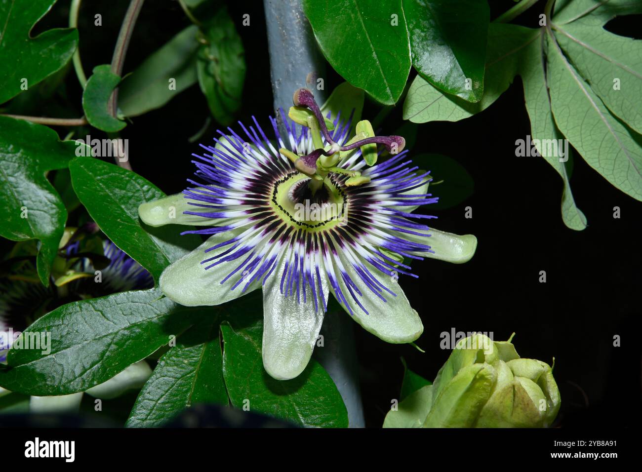 Ein abgewinkelter Blick auf eine blaue Passionsblume, Passiflora caerulea, die durch einen Zaun wächst. Gut fokussiertes Bild der Blume und Blätter. Schwarzer Hintergrund. Stockfoto