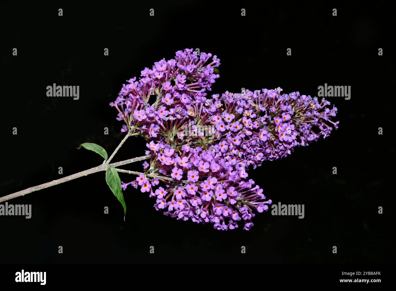 Drei Bündel Schmetterlingsbusch, Buddleja davidii, Blumen auf einem einzigen Stiel. Gut fokussiert und vollständig offen vor einem dunklen, unaufdringlichen Hintergrund. Stockfoto