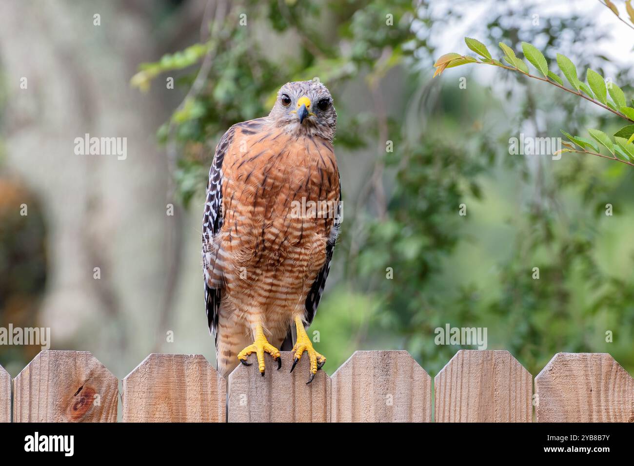 Der rotschultrige Hawk-Vogel hockte im Garten und beobachtete sein Territorium mit konsequenter Konzentration. Stockfoto
