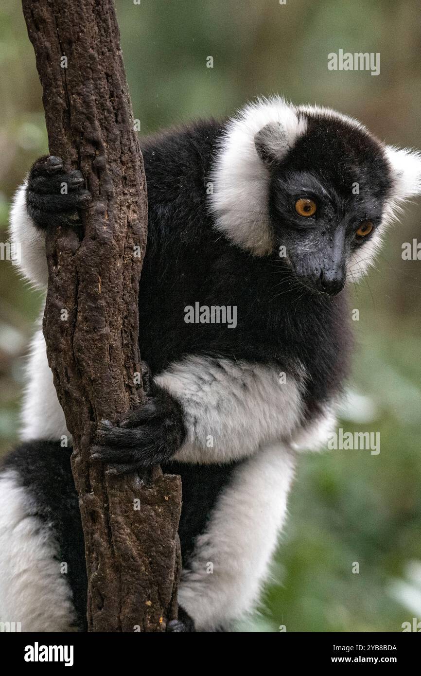 Ein schwarz-weiß geraffter Lemur, der auf einem Zweig im Monkeyland Sanctuary in Plettenberg Bay, Südafrika, thront Stockfoto