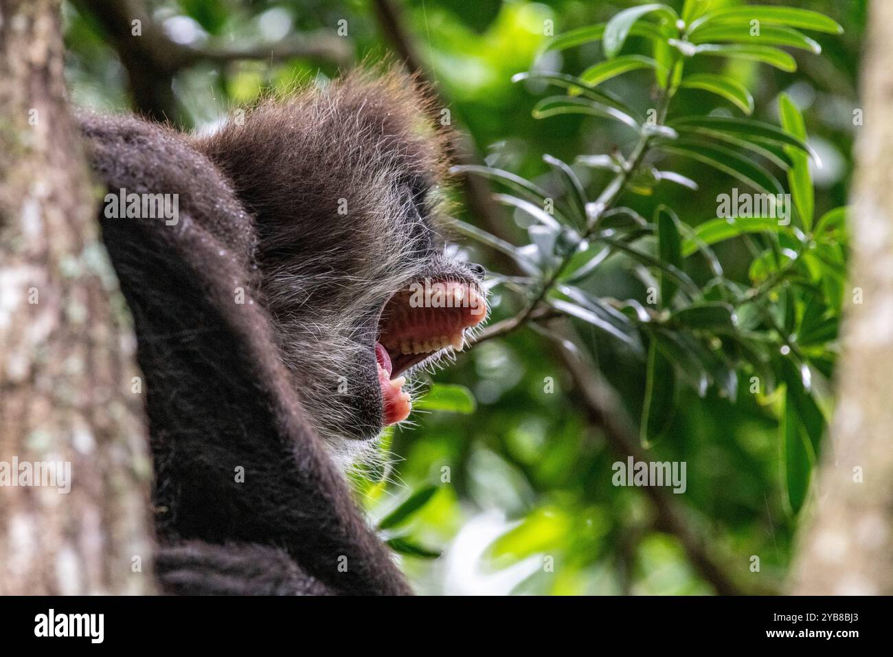 Ein Spinnenaffe gähnt in einem Baum im Monkeyland Sanctuary in Plettenberg Bay, Südafrika Stockfoto