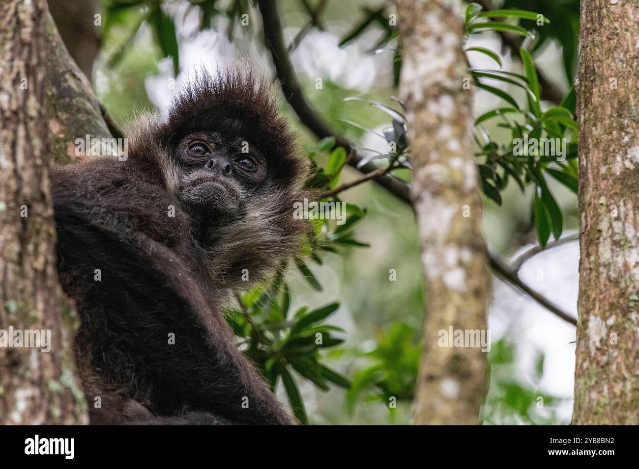 Ein Spinnenaffen hoch oben in einem Baum im Monkeyland Sanctuary in Plettenberg Bay, Südafrika Stockfoto